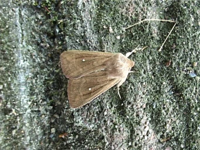 Kleespinner ( Lasiocampa trifolii ), Weibchen : Moers, in unserem Garten, 16.o6.2006